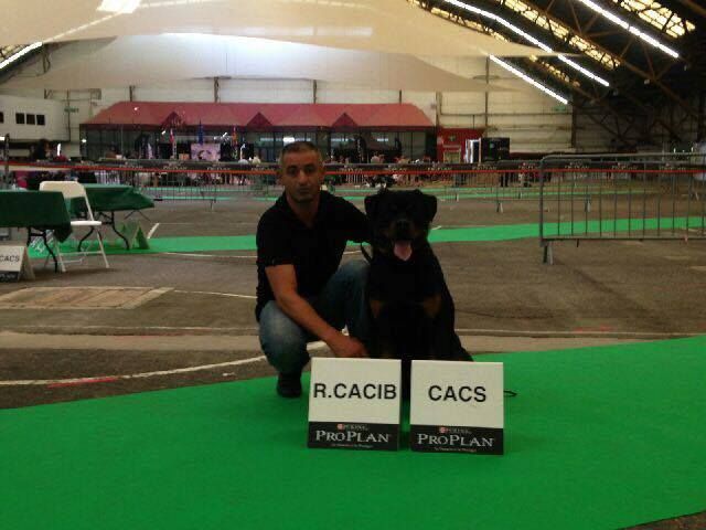 Vom Der Erzengel -  EXPOSITION CANINE CACS-CACIB DIJON 3 SEPTEMBRE 2016