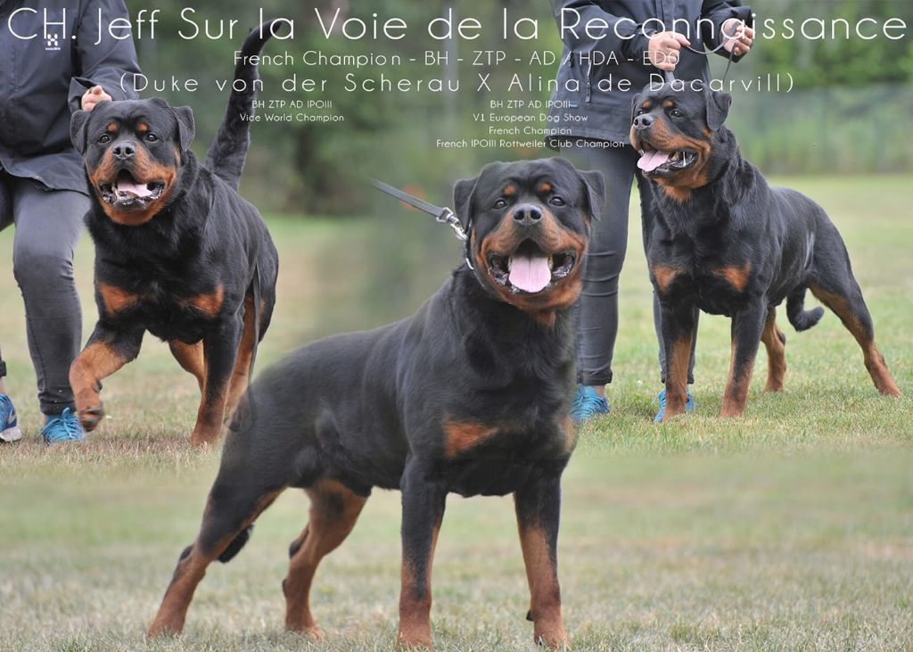 Vom Der Erzengel - Chiots disponibles - Rottweiler